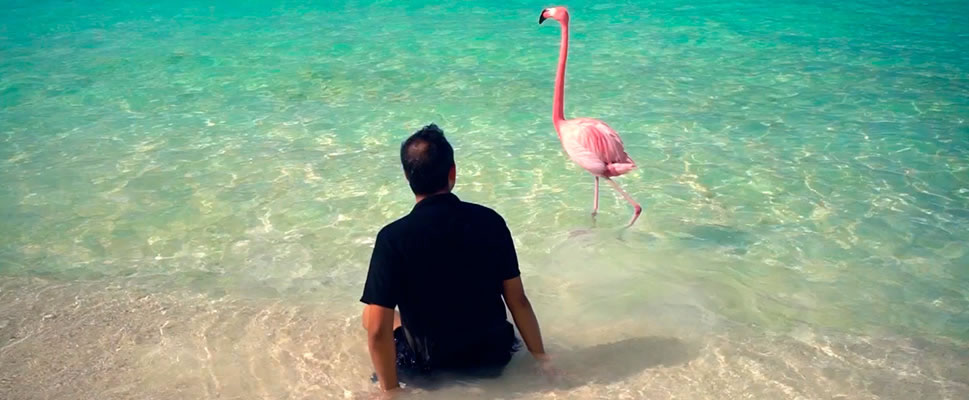THE MYSTERY OF THE PINK FLAMINGO