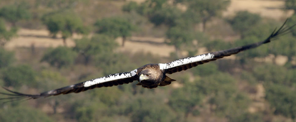 DEHESA: EL BOSQUE DEL LINCE IBRICO