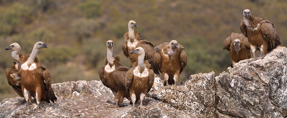 DEHESA: EL BOSQUE DEL LINCE IBRICO