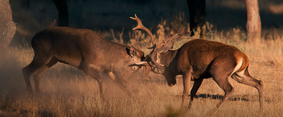 DEHESA: EL BOSQUE DEL LINCE IBRICO