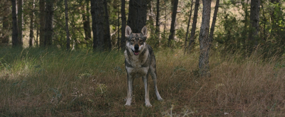 TOTEM LOBA