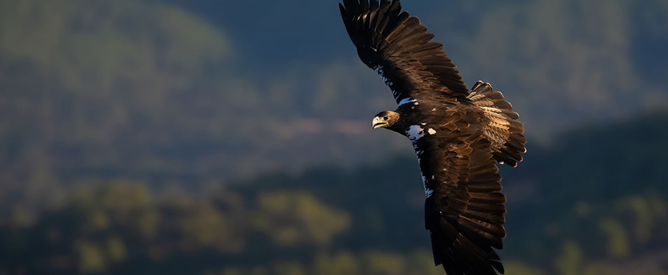 IBERIA, NATURALEZA INFINITA