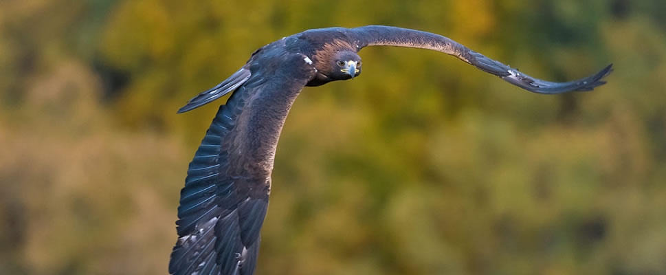 IBERIA, NATURALEZA INFINITA