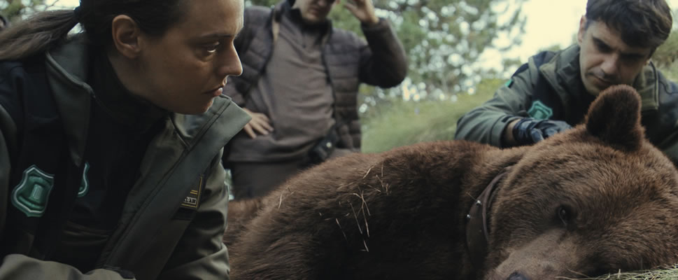 MATAR A UN OSO