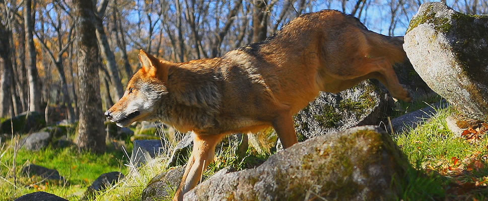 WILDMED, EL ULTIMO BOSQUE MEDITERRANEO