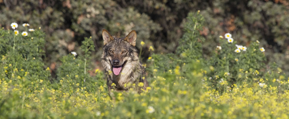 BARBACANA, LA HUELLA DEL LOBO