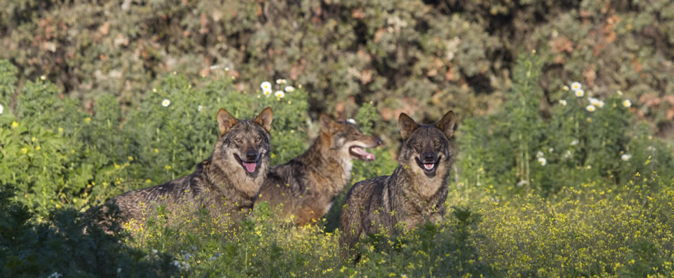 BARBACANA, LA HUELLA DEL LOBO