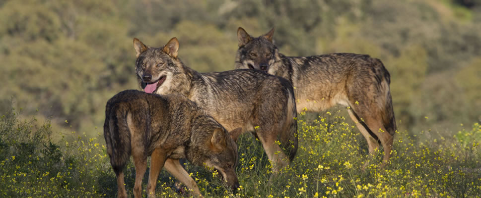 BARBACANA, LA HUELLA DEL LOBO