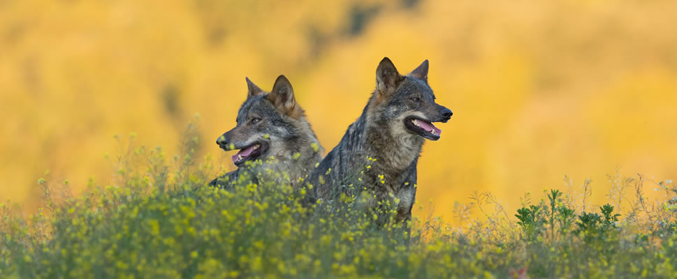 BARBACANA, LA HUELLA DEL LOBO