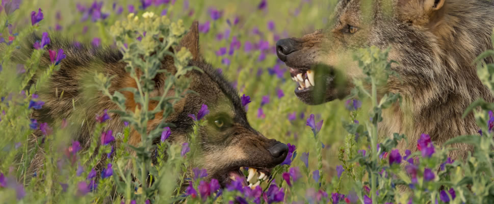 BARBACANA, LA HUELLA DEL LOBO