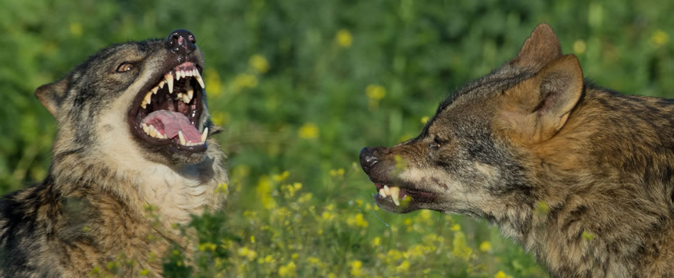 BARBACANA, LA HUELLA DEL LOBO