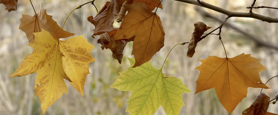 AMAGINEA, RETORNO A LA MADRE NATURALEZA