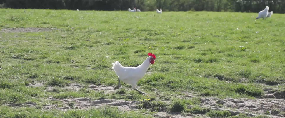 EL POLLO, EL PEZ Y EL CANGREJO REAL