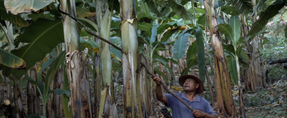 GIGANTES DESCALZOS