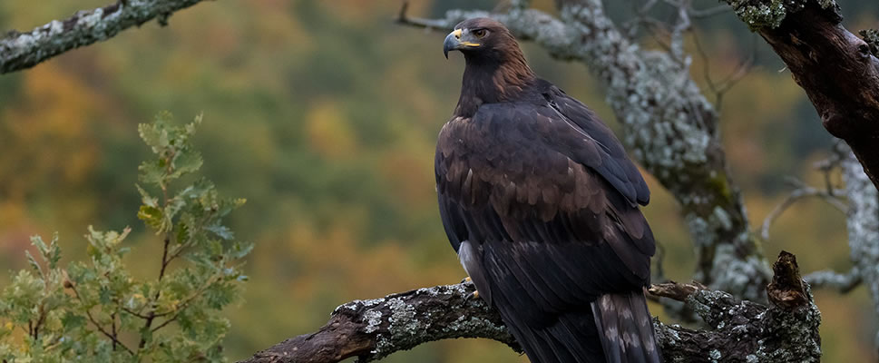 IBERIA, NATURALEZA INFINITA