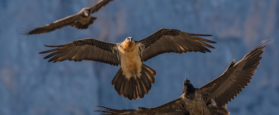 IBERIA, NATURALEZA INFINITA