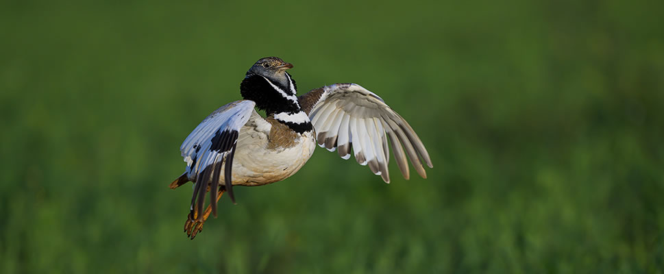 IBERIA, NATURALEZA INFINITA