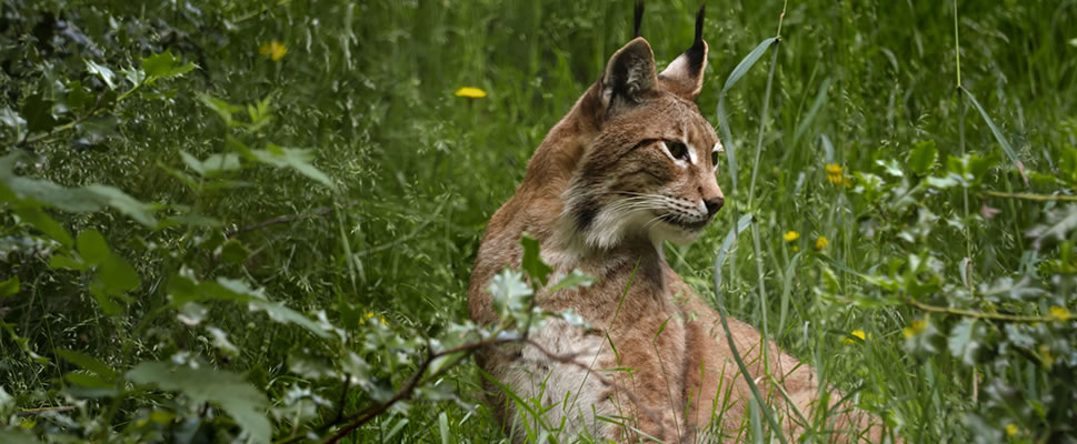 LINCESSA, LOS SILENCIOS DEL BOSQUE