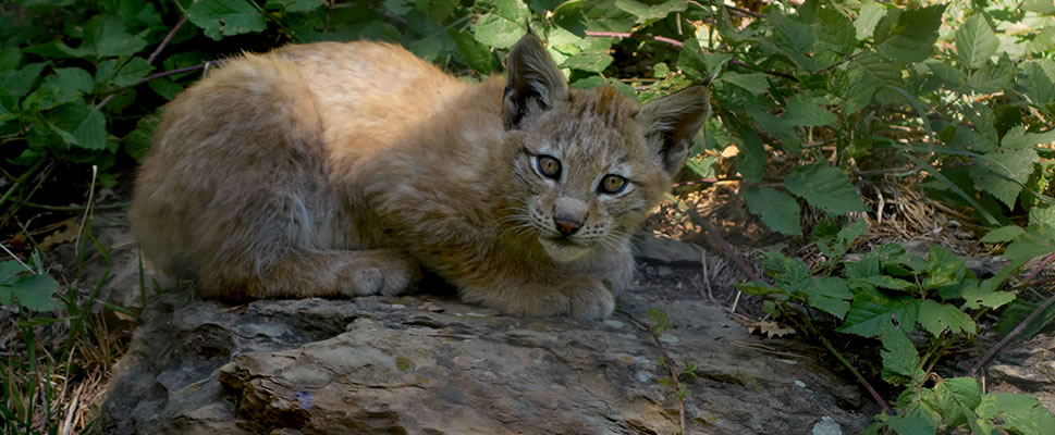 LINCESSA, LOS SILENCIOS DEL BOSQUE