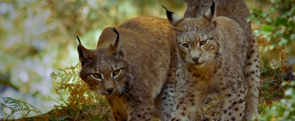 LINCESSA, LOS SILENCIOS DEL BOSQUE